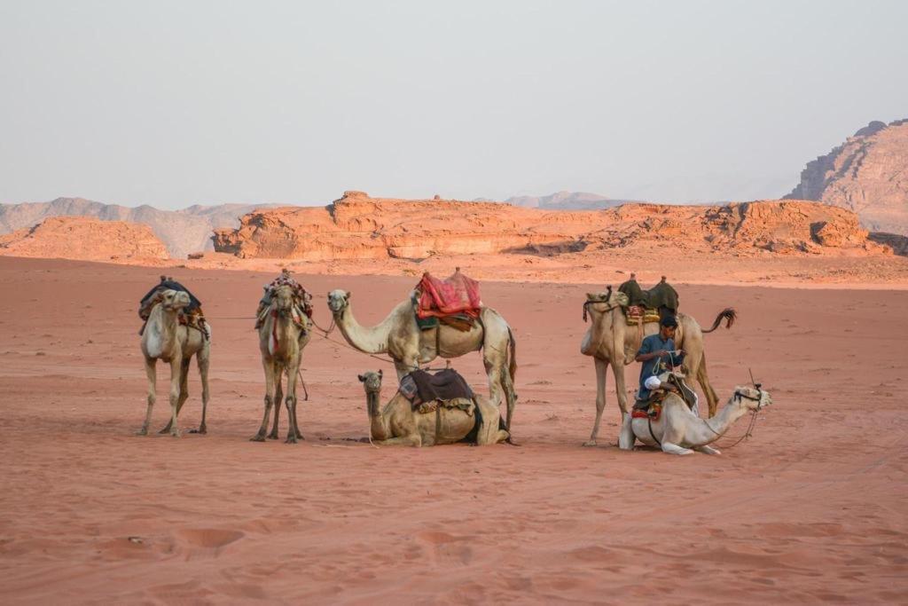 Desert Shine Camp 瓦迪拉姆 外观 照片